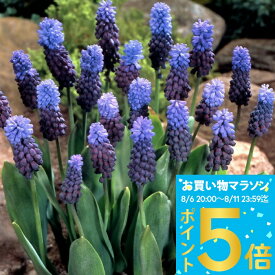 1000円ポッキリ送料無料 ムスカリ ラティフォリューム 選べるセット5球〜30球セット【先行予約10月上旬〜お届け 小球根 メール便対応　一部セット全国送料無料】Muscari latifolium 秋植え球根 秋植え 庭植え 花壇 春 野放し球根【2025BU】【mail】【0806P5】【hk】