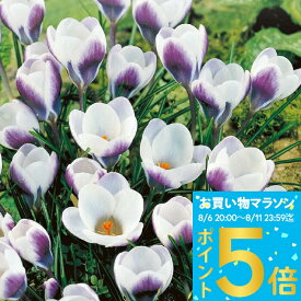 1000円ポッキリ 送料無料 植えっぱなし球根 秋植え クロッカス プリンスクラウス 選べる5球〜20球 セット【先行予約 10月上旬〜お届け 小球根 メール便対応 　一部セットは全国どこでも送料無料】秋冬植え 花壇 多年草 【2025BU】【mail】【0806P5】