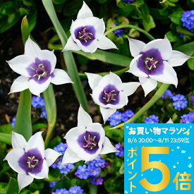 植えっぱなし 球根 花 原種チューリップ アルバコエルレア オクラータ 3球 セット【先行予約 10月上旬〜お届け 小球根 メール便対応　全国どこでも送料無料】Tulip 秋 冬 小球根 多年草 耐寒性 白花 早春 人気 秋植え球根【2025BU】【0806P5】