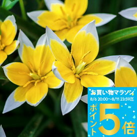 1000円ポッキリ送料無料 植えっぱなし球根 秋 冬 原種チューリップ タルダ 球根 選べる旧球根 5球〜20球セット【先行予約 9月上旬〜お届け メール便対応 小球根】Tulip tarda 毎年楽しめる植えっぱなしチューリップ 秋植え球根 【2025BU】【mail】【0806P5】【hk】