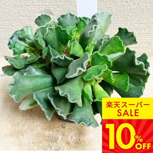 b A c Ah~NX _z 񂻂傭 1 3`3.5yʔN̔ 񂹁zAdromischus poelnitzianus xPC\E  c ϗtA N ΐ  񂹐A A J