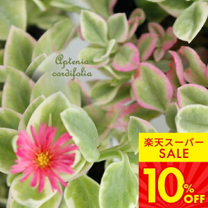 ԕc xr[T[Y  2Zbg 1 3`3.5 yʔN̔ 񂹁zAptenia cordifolia xCr[T[Y AvejA A c 񂹐A J[[t OhJo[ ԉ  