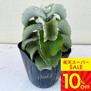 b A c JRG yt@VX 1 3`3.5yʔN̔zy񂹁zKalanchoe beharensis xnVX xPC\E  c ϗtA N ΐ 񂹐A A J