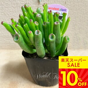 b A c S[ 1 3`3.5yʔN̔zy񂹁zCrassula portulacea f. monstrosa  c ϗtA N ΐ 񂹐A A J[[t K[f K[fjO 16s