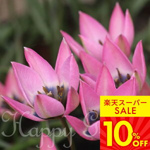 AςȂ  `[bv _jP 5Zbgy͂`  [֑ΉzTulipa N   HA  A Ԓd A K[fjO K[f H ~ t n