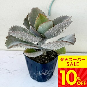 b A c JRG t@O 1 3`3.5yʔN̔zy񂹁zKalanchoe Fang xPC\E  c ϗtA N ΐ 񂹐A A J[[t K[f K[f