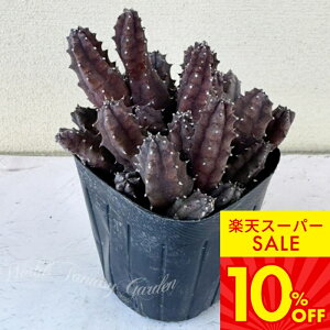 b A c t[fBA 1 3`3.5yʔN̔ 񂹁zHoodia  c ϗtA N ΐ 񂹐A A J[[t K[f K[fjO LE`NgE KKC 