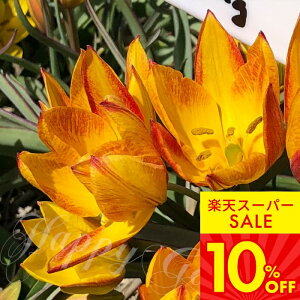 Vo AςȂ   `[bv W  5 Zbgy͂  [֑ΉzTulip HA  Ԃ̋ A HA Ԓd K[fjO K[f Ԓd 