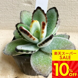 _b^ A c JRG e cLgW 1 3`3.5yʔN̔ 񂹁zKalanchoe tomentosa xPC\E  c ϗtA N ΐ 񂹐A A J[[t K[