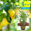 夏 ギフト 花 プレゼント 実付き レモン リスボン 1鉢 5号 鉢植え 【お届け中 地域限定送料無料 ラッピング＆メッセージカード無料】果物 果樹鉢 植物 記念樹 贈り物 檸檬の木 鉢植え 自給自足ギフト ハッピーガーデン サマーギフト お中元 夏のギフト