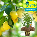 お中元 花 ギフト 果樹 レモン 実付き リスボン 鉢植え 1鉢 5号【即納 送料無料】レモンの木 苗木 果物 花 植物 果樹鉢 記念樹 贈り物 檸檬の木 自給自足ギフト れもん ハッピーガーデン サマーギフト 夏ギフト 御中元 2026fd