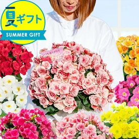 お中元 花 ギフト 鉢花 リーガースベゴニア大輪 薔薇咲き 5号 籠付きラッピング【即納 地域限定 送料無料】プレゼント 花 母 父 義母 女性 誕生日 花鉢 サマーギフト 夏ギフト 御中元 ハッピーガーデン