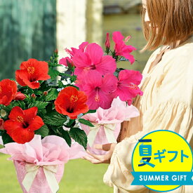 お中元 花 ギフト 鉢花 インドア ハイビスカス サニーシリーズ 5号 選べる4色 鉢植え 室内で楽しめる 夏の花 長く咲く【即納 送料無料 ラッピング無料】 誕生日 お父さん 義父 花ギフト サマーギフト 夏ギフト 御中元 2026fd