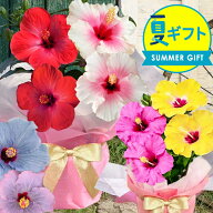 お中元 花 ギフト 鉢花 ハイビスカス ロングライフ 2色植え 選べる11種 長く咲く 冬も楽しめる 鉢植え 5…