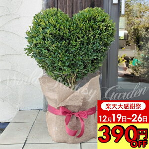 �_390�~OFF�N�[�|�����s���^�M�t�g �� �v���[���g �c�Q�̖؃g�s�A���[ �n�[�g�d���� 1�� 10�� ���z���b�s���O�����y�����񂹁@ ���������zBuxus microphylla �g�s�A���[ �I�[�i�����g�c���[ ��