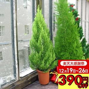 �_390�~OFF�N�[�|�����s���^�~�̑��蕨 �v���[���g �M�t�g �N���X�}�X�c���[�ɂȂ�� �S�[���h�N���X�g 1�� 8���y�����񂹁zCupressus macrocarpa Goldcrest �R�j�t�@�[ �ϗt�A�� �d���ď�Ύ� �� �~