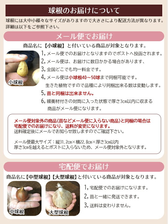 楽天市場 小球根 オーニソガラム シレソイデス 球根5球入り お届け中 Ornithogalum Thyrsoides シルソイデス 球根 花の球根 冬植え球根 ガーデニング 花壇 冬植え 鉢植え 庭植え 冬植え球根 多年草 21bu ハッピーガーデン