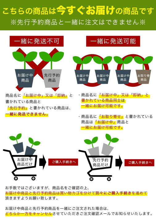 楽天市場】球根 花 秋 冬 植え ユリ咲き 赤白のストライプ模様 