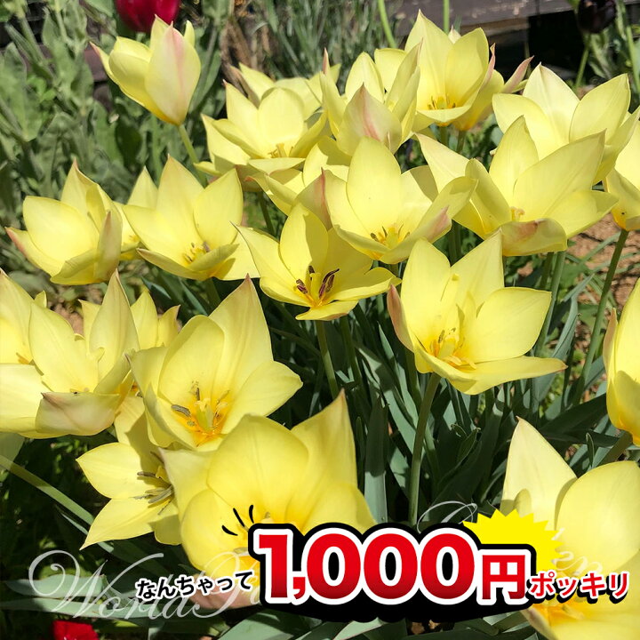 楽天市場 1000円ポッキリ 芽出し球根苗 原種チューリップ ホンキートンキー 3ポットセット 全9芽以上3 3 5号 お届け中 Tulipa Honky Tonk ホンキートンク 毎年楽しめる植えっぱなしチューリップ ハッピーガーデン