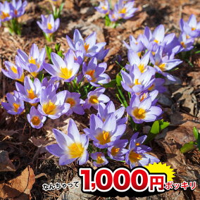 楽天市場 花の球根 種類 植物 ラナンキュラス 人気ランキング1位 売れ筋商品