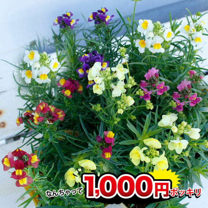 楽天市場 花苗セット リナリア グッピー おまかせ3色3鉢セット 1鉢3 3 5号 お届け中 花苗 冬 苗 春苗 宿根草 白花 桃花 青花 鉢植え 花壇 レッド ホワイト イエロー ピンク パープル Linarria Guppy ハッピーガーデン 楽天市場 花苗セット リナリア グッピー おまかせ3色3鉢セット 1鉢3 3 5号 お届け中 花苗 冬 苗 春苗 宿根草 白花 桃花 青花 鉢植え 花壇 レッド ホワイト イエロー ピンク パープル Linarria Guppy ハッピーガーデン