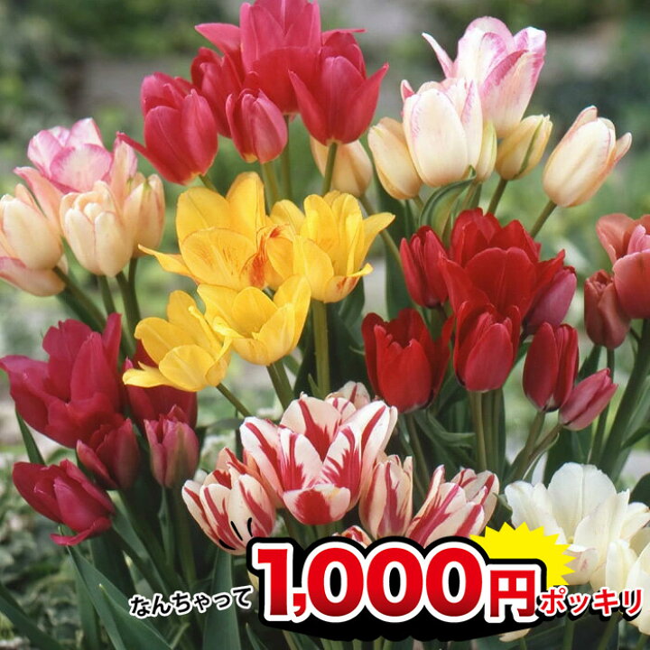 楽天市場 1000円ポッキリ 芽出し球根苗 枝咲きチューリップ おまかせ3種 3鉢セット 3 3 5号 お届け中 Tulip 春開花 球根ポット植え 花壇 庭植え 黄花 桃花 赤花 ガーデン ガーデニング ハッピーガーデン