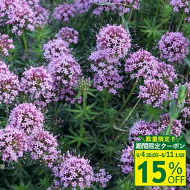 ＼スーパーSALE 15％OFFクーポン／ 花苗 フォプシス スティローサ 1鉢 3～3.5号【お届け中】Phuopsis stylosa 多年草 紫色 草丈中低 イングリッシュガーデン 秋 冬 春植え ハッピーガーデン 2023AKI