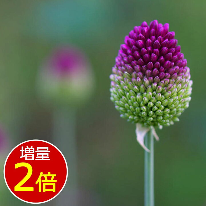 楽天市場 増量2倍 球根 アリウム スファロセファラム 丹頂 球根5球 増量10球セット お届け中 メール便 小球根 Allium Sphaerocephalum 丹頂 たんちょう タンチョウ 鉢植え 庭植え 寄せ植え ガーデニング 球根 22bu ハッピーガーデン