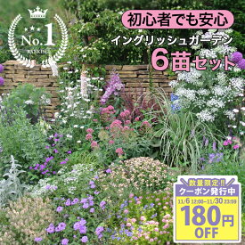 ＼まとめ買いクーポン発行中／ 楽天1位 花苗 苗 花 宿根草 秋 イングリッシュガーデン セット 6苗 幅1mX奥行50cm 【10月〜発送開始 地域限定 送料無料 同梱可能】苗 一年草 多年草 花壇 庭 初級 草丈 花苗セット 耐寒性 ガーデニング 初心者 ハッピーガーデン