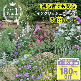 ＼まとめ買いクーポン発行中／ 楽天1位 花苗 セット 秋 冬 春夏 宿根草 一年草 初心者にも簡単＆安心マップ付き イングリッシュガーデン 9苗 花苗セット【10月発送開始 送料無料】庭植え 花壇用 英国庭園風 草花 苗物 多年草 耐寒性 花の苗 春開花 ハッピーガーデン