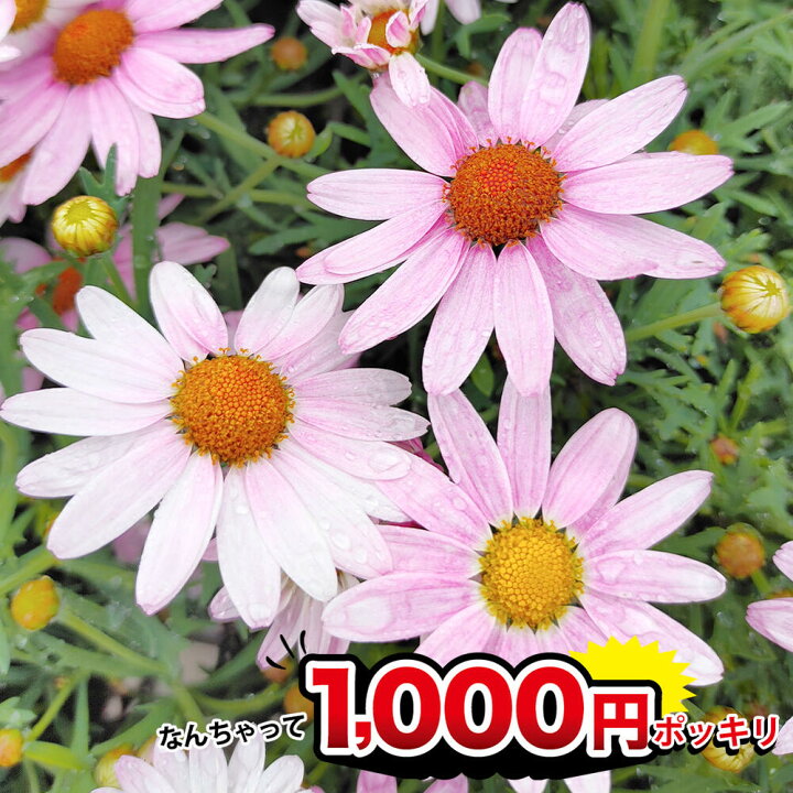 楽天市場 1000円ポッキリ 花苗 マーガレット ピンク 3ポットセット 3 3 5号 お届け中 Argyranthemum Frutescens 桃花 ガーデン ガーデニング ハッピーガーデン