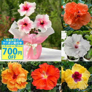 �_�܂Ƃߔ����N�[�|�����s���^ �M�t�g ���� �� �_�~�ɂ������ŊJ�Ԃ���^�n�C�r�X�J�X�n�C�r�X�J�X�����O���C�t �I�ׂ��� 1�� 5���y���[ �n����著�������zHibiscus ���A�� ��� ���t�� �K