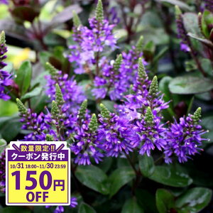 _3ƃN[|g^ԕc H xjJ O[X 1 3.5y͂zVeronica grace o[KfB[F gt ԕc t ~ ϊ ΑN 񂹐A ԒdA  nA A t 