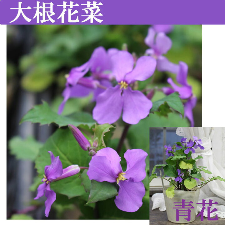 楽天市場 花苗 ダイコン花菜 ムラサキハナナ 2種より選択 1鉢3 3 5号 お届け中 ホワイト パープルorychophragmus Violaceus 一年草 春苗 花苗 青花 白花 苗 鉢植え 庭植え ガーデニング 花壇 大根花菜 花大根 はなだいこん 紫花菜 大紫羅欄花 ハッピーガーデン