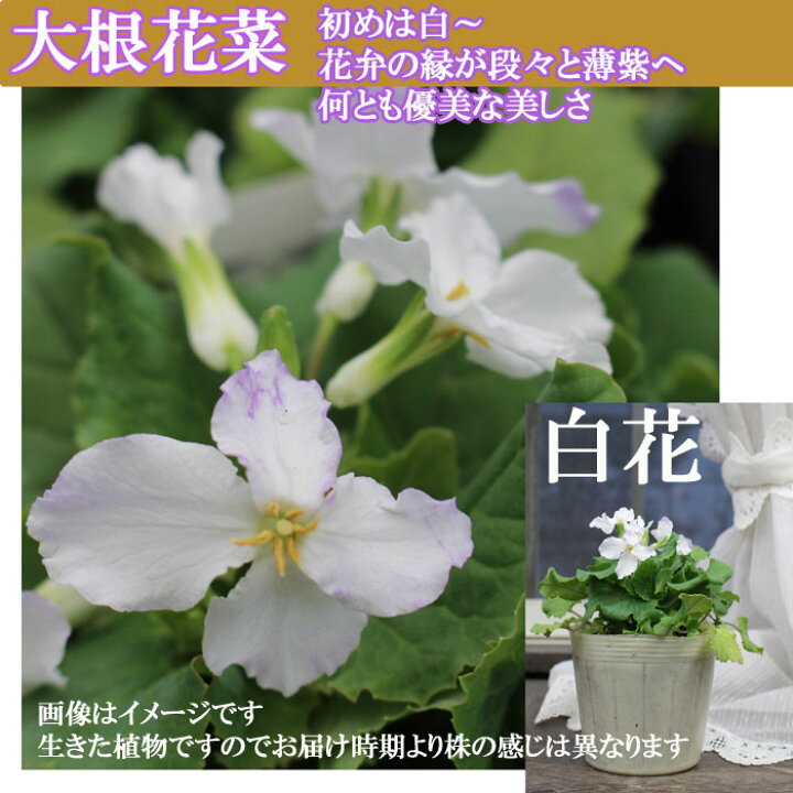 楽天市場 花苗 ダイコン花菜 ムラサキハナナ 2種より選択 1鉢3 3 5号 お届け中 ホワイト パープルorychophragmus Violaceus 一年草 春苗 花苗 青花 白花 苗 鉢植え 庭植え ガーデニング 花壇 大根花菜 花大根 はなだいこん 紫花菜 大紫羅欄花 ハッピーガーデン
