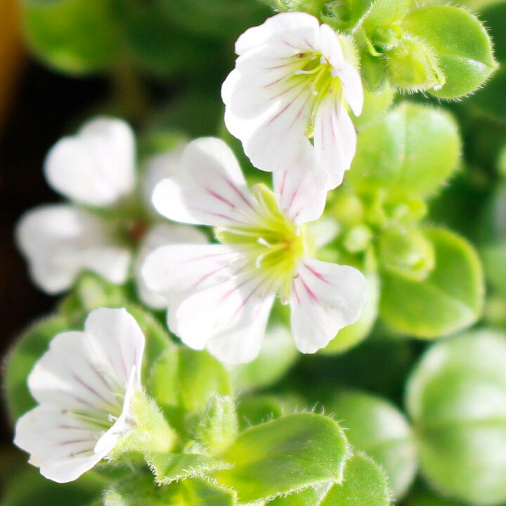 楽天市場 花苗 カーペット カスミソウ セラスチオイデス 1鉢3号 お届け中 Gypsophylla Cerastioides 多年草 宿根草 苗物 苗 鉢植え 庭植え ガーデニング 花壇 季節の花苗 グランドカバー カーペットかすみ草 白花 かすみ草 カスミソウ かすみそう 0430 ハッピー 楽天市場 花苗 カーペット カスミソウ セラスチオイデス 1鉢3号 お届け中 Gypsophylla Cerastioides 多年草 宿根草 苗物 苗 鉢植え 庭植え ガーデニング 花壇 季節の花苗 グランドカバー カーペットかすみ草 白花 かすみ草 カスミソウ かすみそう 0430 ハッピー