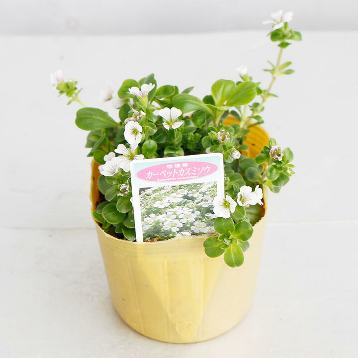 楽天市場 花苗 カーペット カスミソウ セラスチオイデス 1鉢3号 お届け中 Gypsophylla Cerastioides 多年草 宿根草 苗物 苗 鉢植え 庭植え ガーデニング 花壇 季節の花苗 グランドカバー カーペットかすみ草 白花 かすみ草 カスミソウ かすみそう 0430 ハッピー 楽天市場 花苗 カーペット カスミソウ セラスチオイデス 1鉢3号 お届け中 Gypsophylla Cerastioides 多年草 宿根草 苗物 苗 鉢植え 庭植え ガーデニング 花壇 季節の花苗 グランドカバー カーペットかすみ草 白花 かすみ草 カスミソウ かすみそう 0430 ハッピー