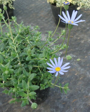 楽天市場 ガーデニング 夏苗 ブルーデイジー ハッピーガーデン