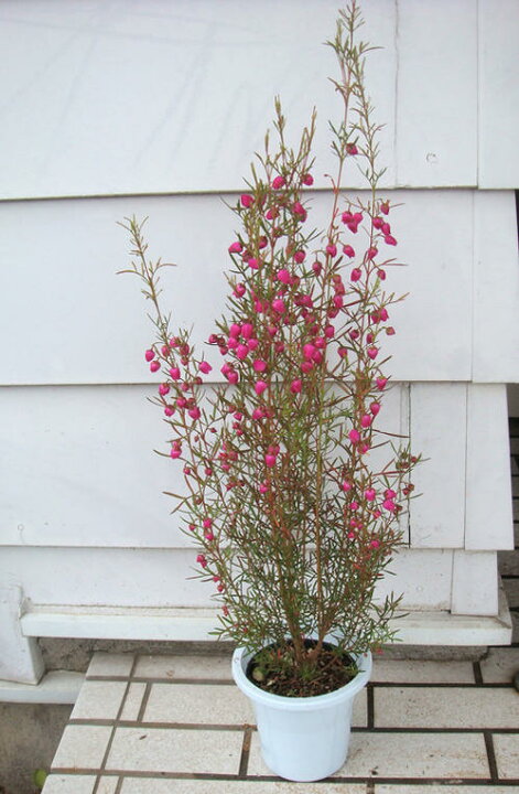 楽天市場 ボロニア ヘテロフィラ 4号1鉢boronia Heterophylla ハッピーガーデン 楽天市場 ボロニア ヘテロフィラ 4号1鉢boronia Heterophylla ハッピーガーデン