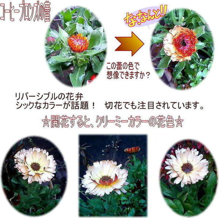 楽天市場 花苗 春 カレンジュラ コーヒークリーム 1鉢 3 5号 お届け中 Caledula Coffee Creamカレンデュラ 花苗 春 苗 耐寒性 一年草 鉢植え 庭植え 寄せ植え ガーデニング 花壇 0430 ハッピーガーデン