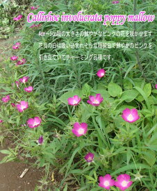 楽天市場 花 春 宿根草の通販