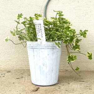 苗 花苗 秋 斑入り チドメグサ クリスタルコンフェッティ 1鉢 3号ロング【お届け中】Hydrocotyle sibthorpioides 多年草 草丈低 カラーリーフ グランドカバー 夏 冬 ハッピーガーデン