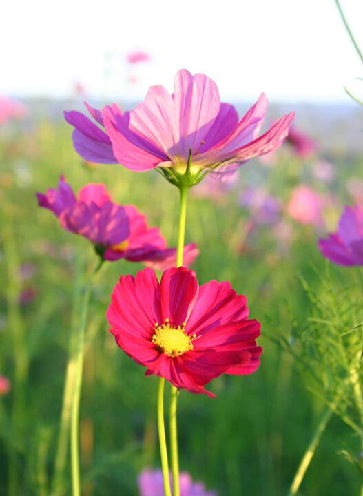 楽天市場】1000円ポッキリ 花苗 コスモス 秋桜 おまかせMixカラー 3  