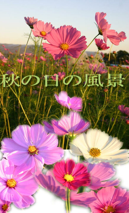 楽天市場 1000円ポッキリ 花苗 コスモス 秋桜 おまかせmixカラー 3ポットセット 3 3 5号 お届け中 Cosmos Bipinnatus 花壇 草花 Mix ガーデニング ガーデン 苗物 秋桜 季節の花苗 キク科 桃花 夏苗 秋苗 夏の花 秋の花 ハッピーガーデン