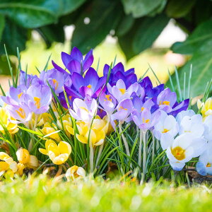  AςȂ NbJX MIX15@Zbgy͂  [֑Ή@Sǂłzy2025BUzymailzCrocus K[fjO HA A A Ԓd  nb