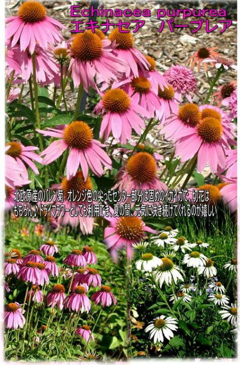 楽天市場 エキナセア プルプレア ホワイト 1鉢 Echinacea Purpurea White ハッピーガーデン