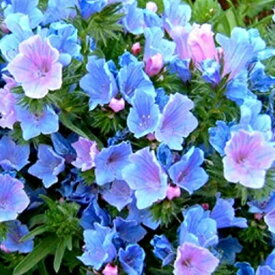 花苗 秋 一年草 花 エキウム ブルーベッダー 選べるセット 3~3.5号【10月下旬〜お届け 秋苗先行予約】Echium vulgare Blue Bedder 耐寒性 多年草 二年草 寄せ植え 草丈低中 春苗 イングリッシュガーデン 庭植え 花壇 ハッピーガーデン 10下【2025AKi】