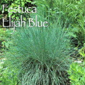 グラス苗 春苗 フェスツカ グラウカ エリジャブルー 1鉢 3～3.5号【お届け中】Festuca Elijah Blue 多年草 グラス シルバーグラス 青ヒゲ 花壇 花苗 春植え ハッピーガーデン