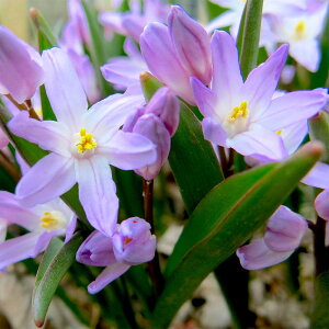 AςȂ  `ImhNT sNWCAg 5Zbg ԁy͂  [֑ΉzChionodoxa Pink Giant ϊ sNAςȂOK A nA Ԓd HA 