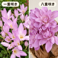 植えっぱなし 球根 秋 コルチカム 桃花 イヌサフラン 選べる種類 球根1球入り【お届け中 中型】Colchicum…